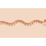 FLESHLIGHT GIRLS - MAITLAND WARD ANAL TEXTURE TIGHT CHICKS - Image 3